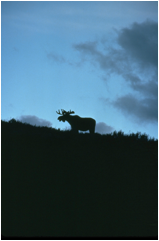 Trespass of the Night Sky